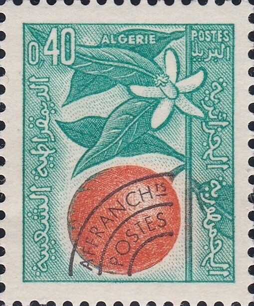 Horned Desert Viper (Cerastes cerastes)