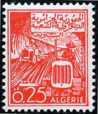 Peregrine Falcon (Falco peregrinus) two fully-fledged