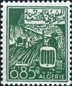 Desert truffle (Terfezia leonis)