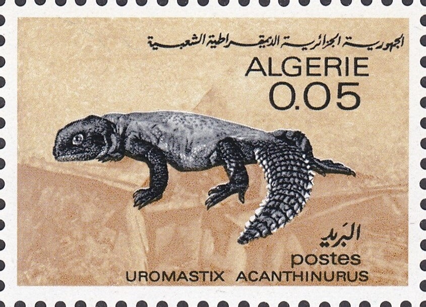 Silver fibula Saoura