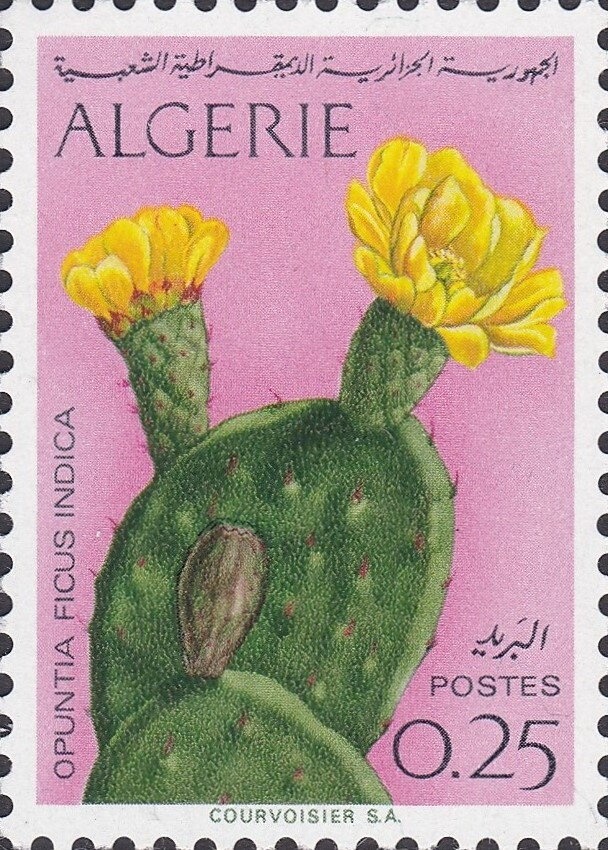 View of Algiers (El-Bahdja)