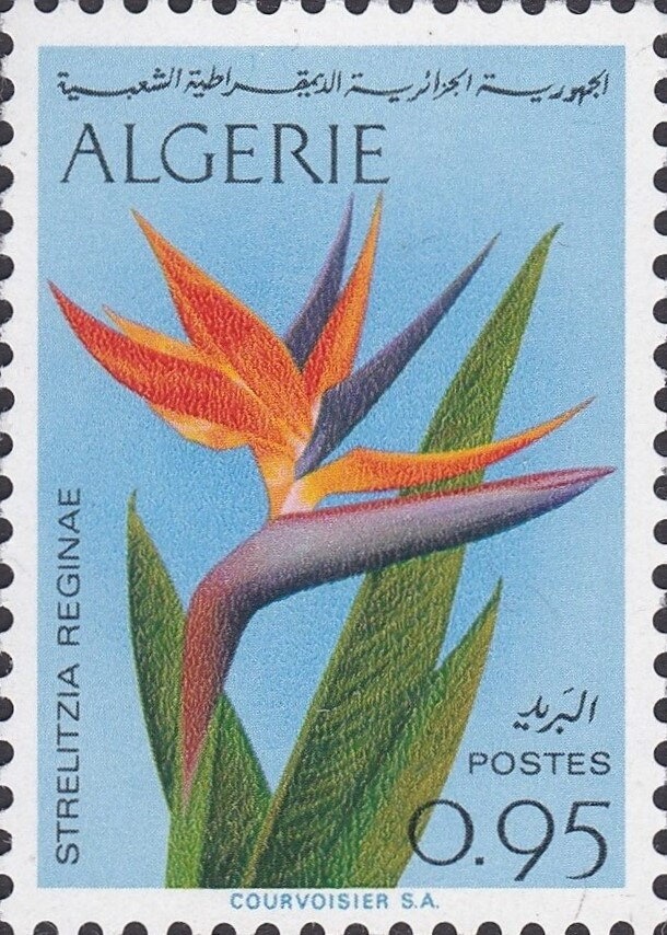 White Stork (Ciconia ciconia) over Minaret