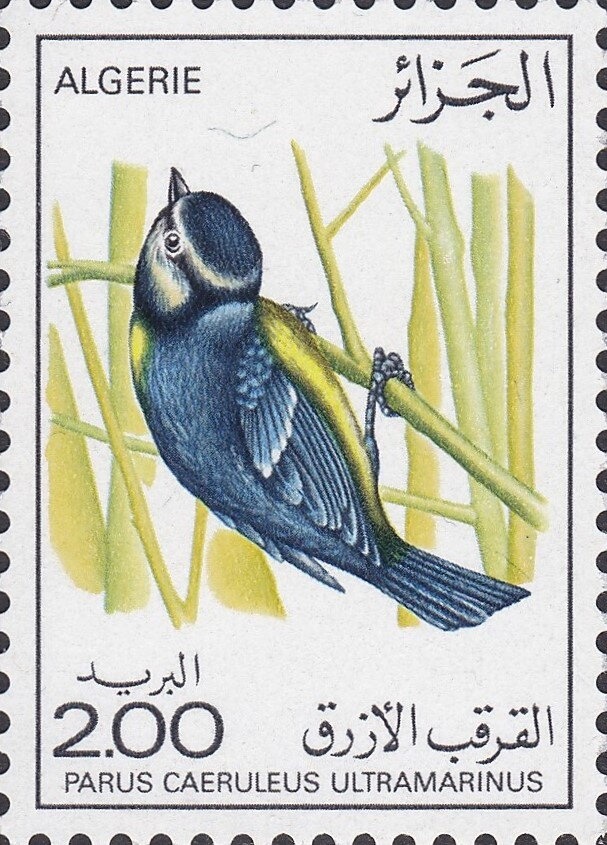 Cleaning the 6 pounder gun on a torpedo boat