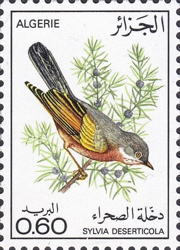 Sidi Abderahmane Mosque