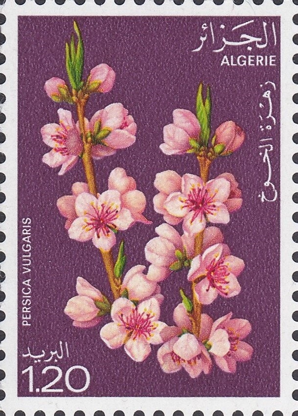 Mosque of Sidi Abder Rahman