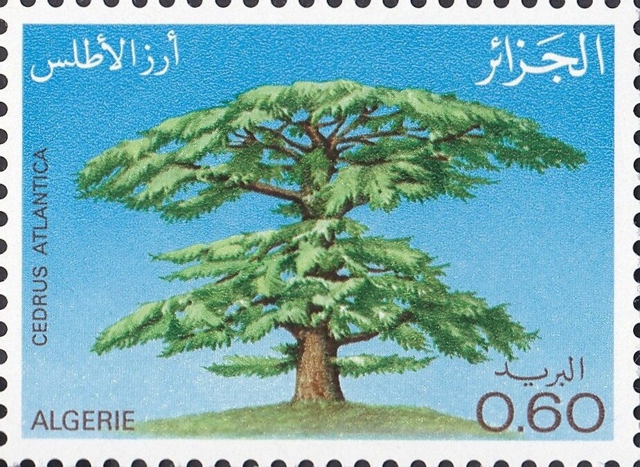 Hama, overprinted in black