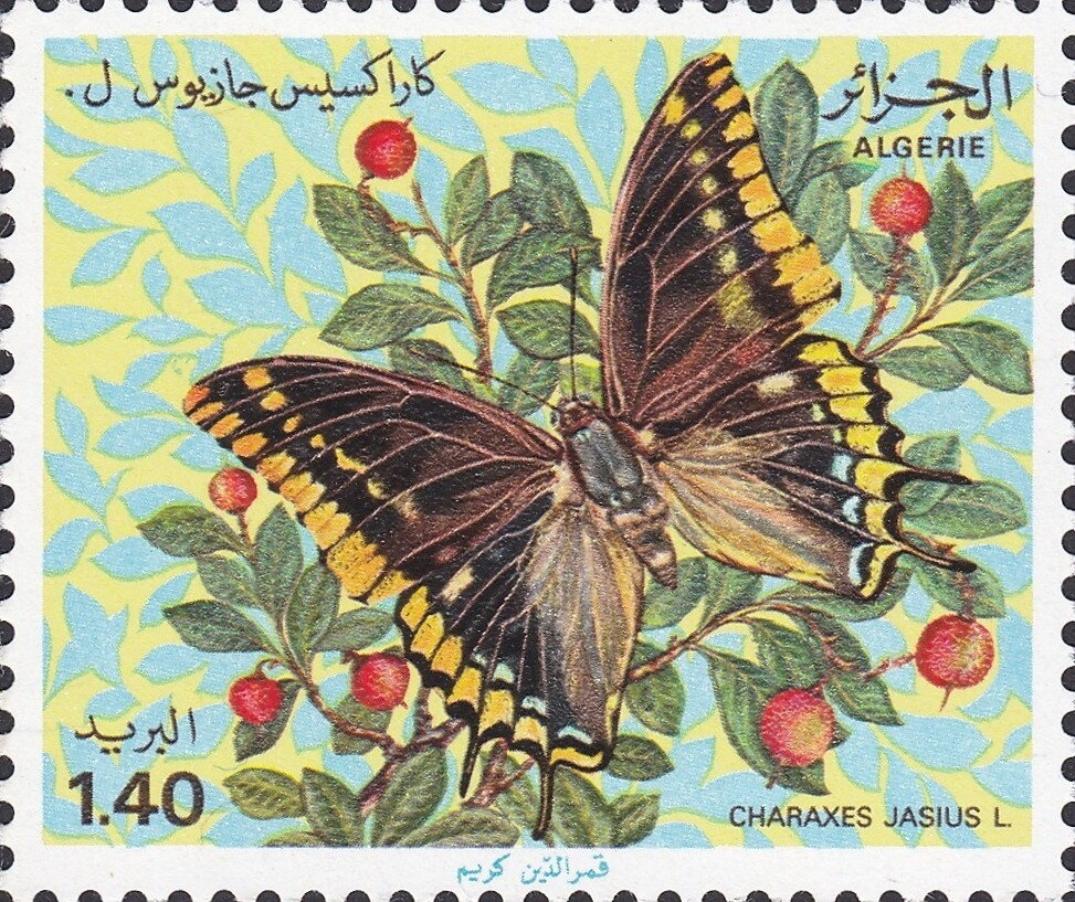 Gallic Cock (Gallus gallus domesticus) - perf cuts, ultram