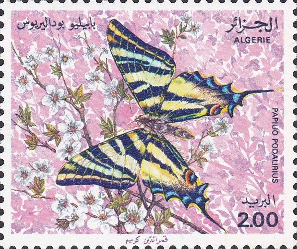 Garden Tiger Moth (Arctia caja)