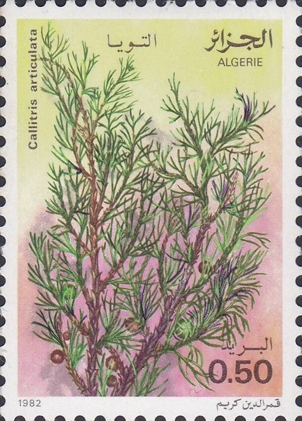 Nedroma Mosque's Minbar (Pulpit) Engraving – 11th century