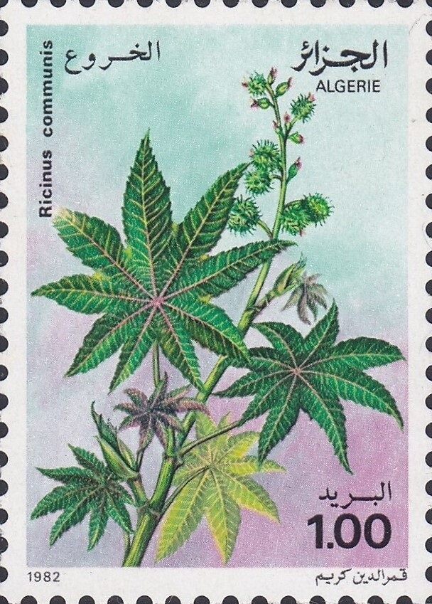 Mohamed Bachir el Ibrahimi