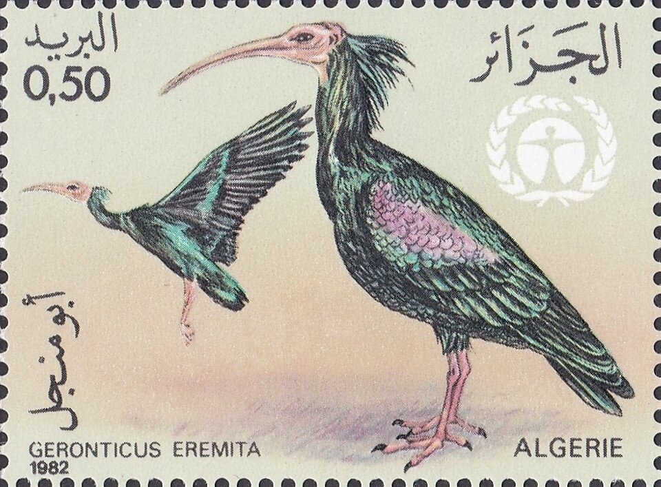 Black Rose Chafer (Netocia morio)