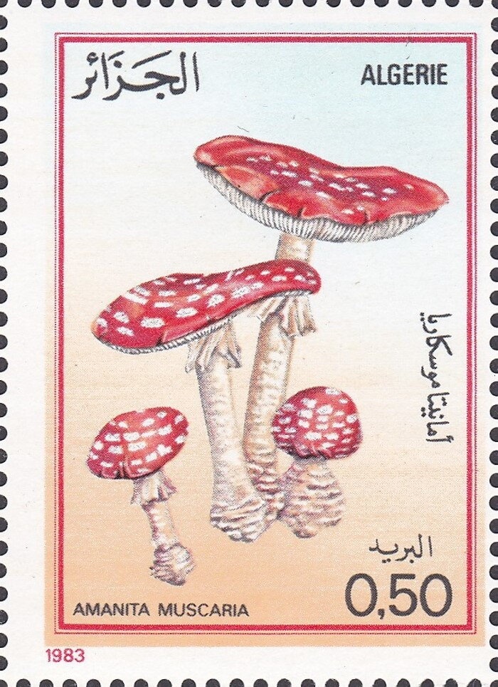 To Omaha by sail-sled