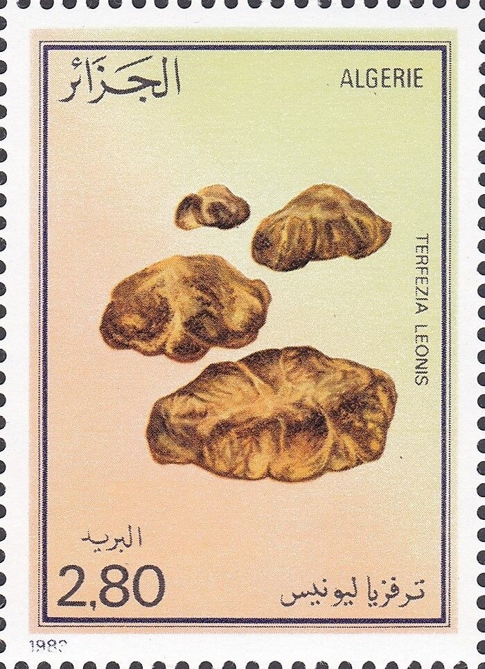 Rabbit & Beatrix Potter