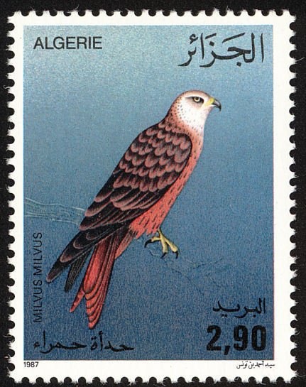 Nedroma Mosque's Minbar (Pulpit) Engraving – 11th century