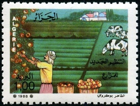 Silver fibula Saoura