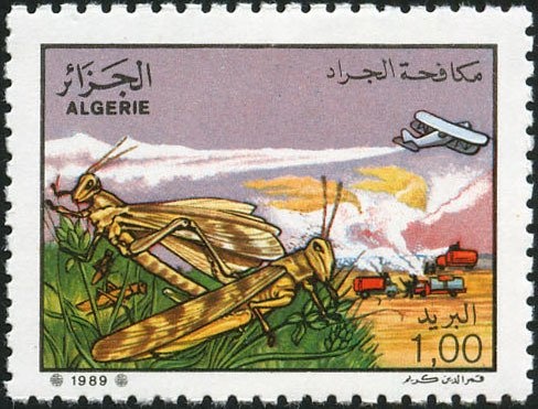 National Liberation Army Camel Caravan Corps