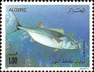 Almohade's Dinar 524-558 hijri