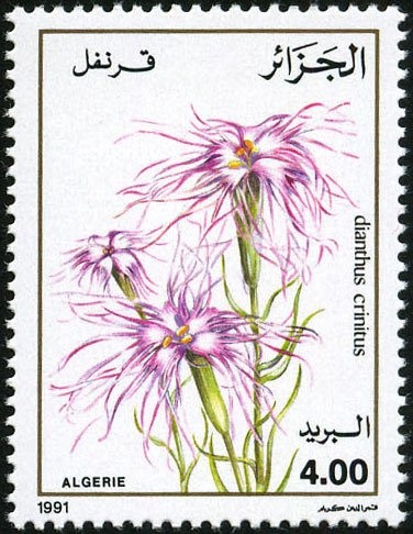 Gallic Cock (Gallus gallus domesticus)