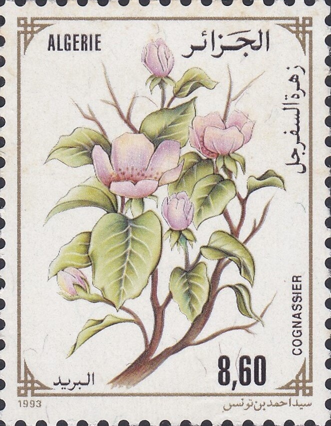 The Algerian National Anthem