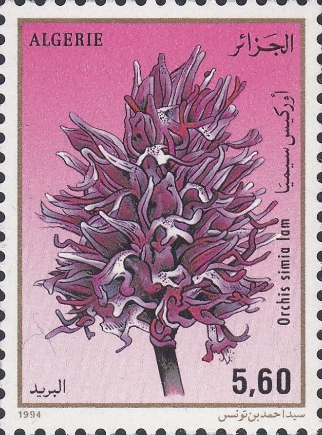 Sand Cat (Felis margarita)