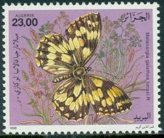 Azaluwaz Fortress, Janet