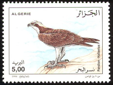 Barbary Squirrel (Atlantoxerus getulus)