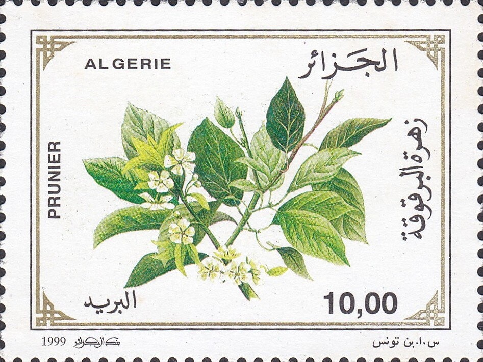 Mosque of Sidi Abder Rahman