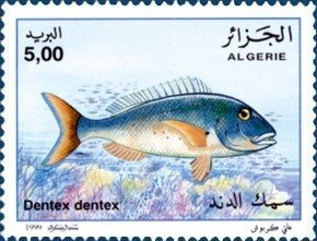 Mosque of Sidi Abd er-Rahman surcharged