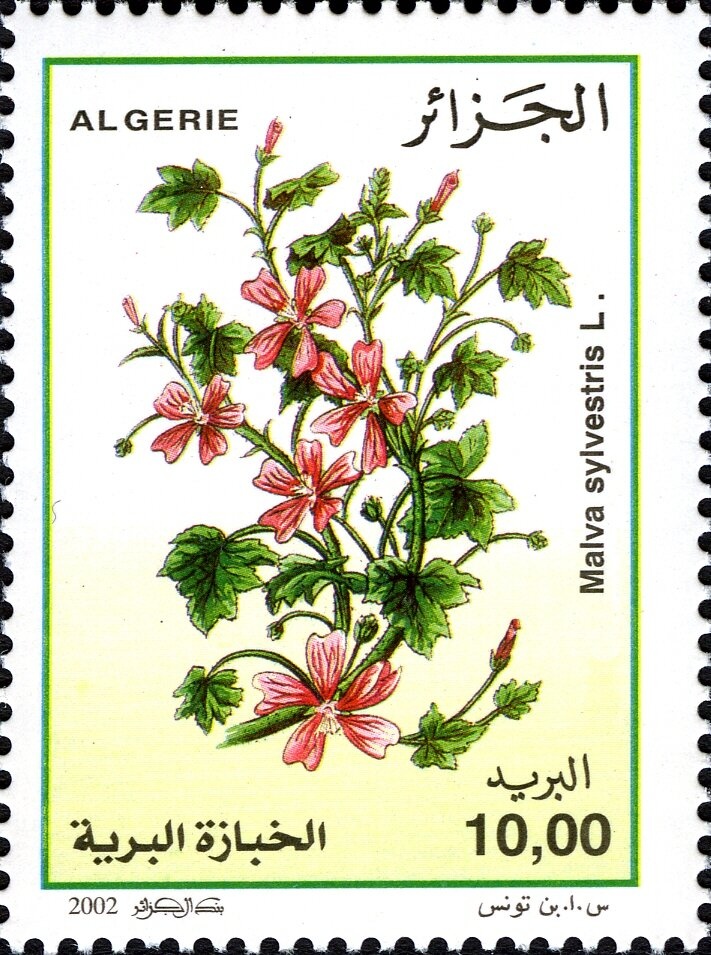 Bird of Paradise (Strelitzia reginae)