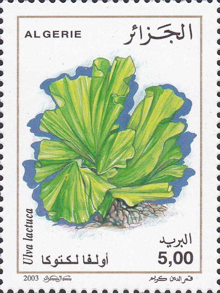 Councillor, Lake Engolasters