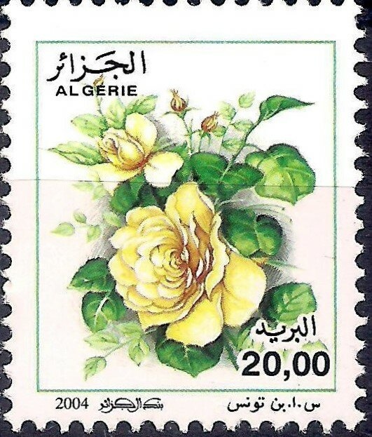 Audouin's Gull (Larus audouinii)