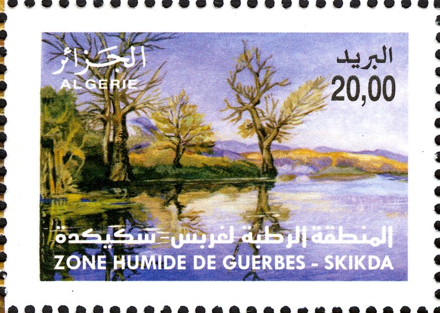 Rock Pigeon (Columba livia)