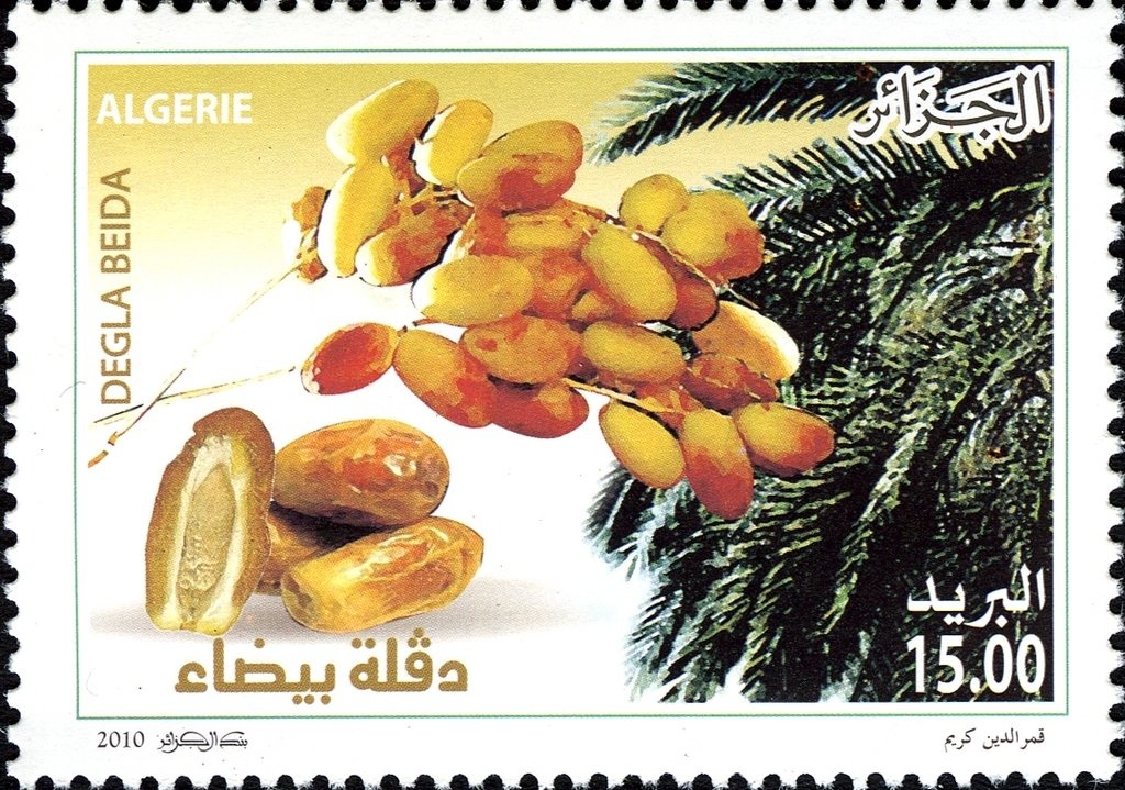 Orange Branch and Blossom