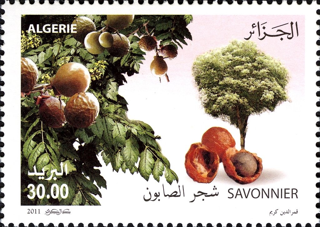 Mosque of the Fishery