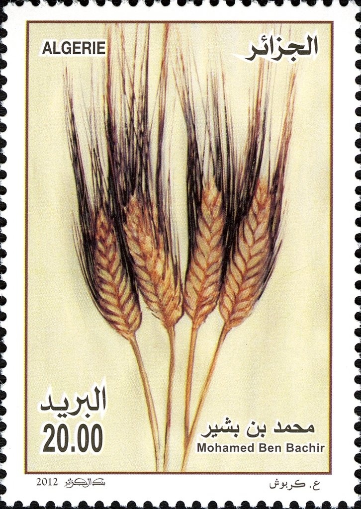 Waistcoat 19th century Algiers Oran