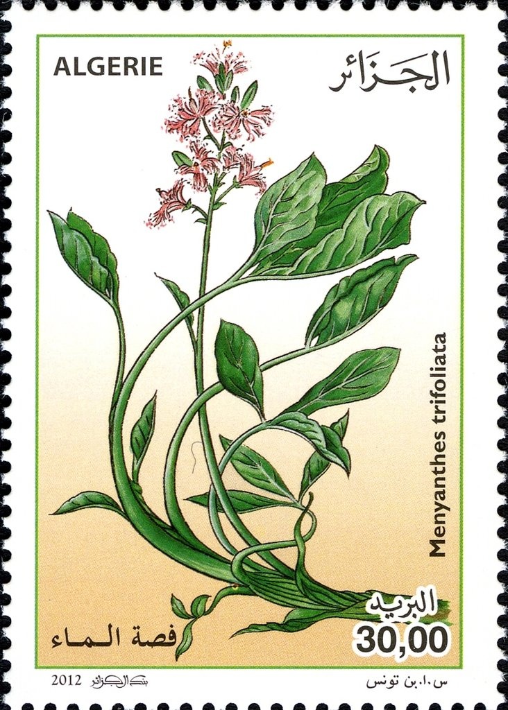 Audouin's Gull (Larus audouinii)