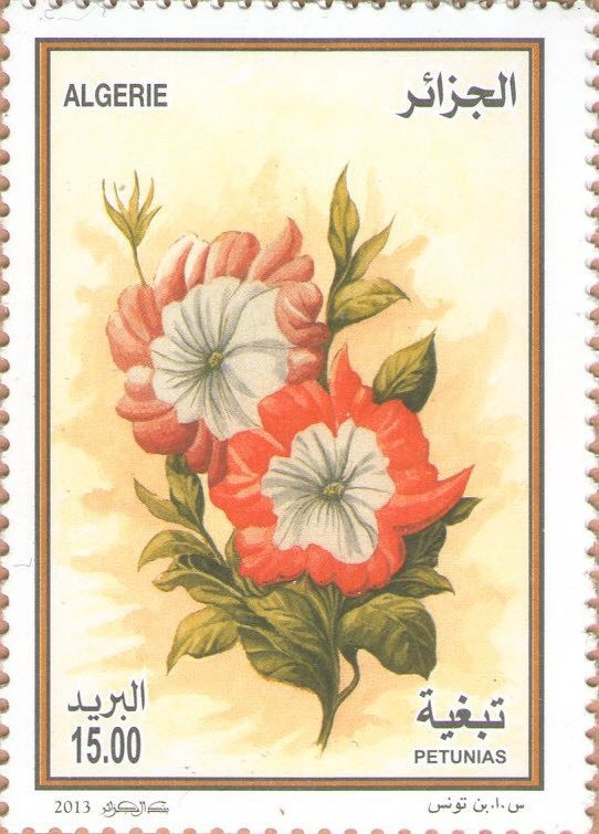 Olympic complex - Oran