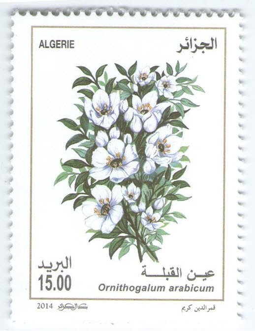 Sloughi, Arabian Greyhound (Canis lupus familiaris)