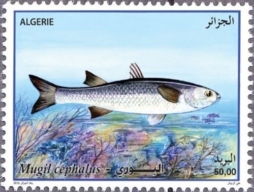 Casbah in Algeria - Porte Sarrasine -Bejaia