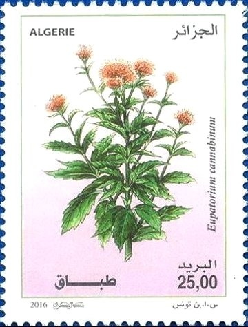 Abdelhamid Benhaddouga (1925-1996)