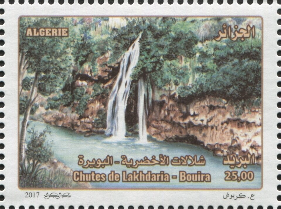 Sloughi, Arabian Greyhound (Canis lupus familiaris)