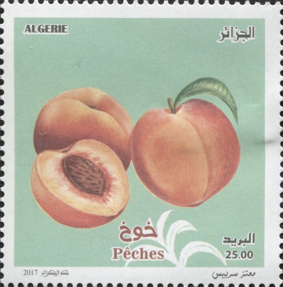 Red Fox (Vulpes vulpes)