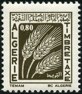 Desert truffle (Terfezia leonis)