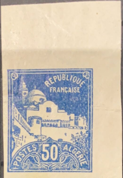 Fire Salamander (Salamandra salamandra)