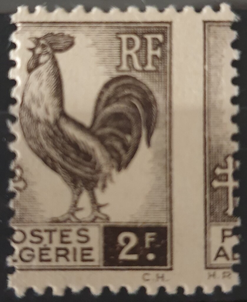 Warty Venus (Venus verrucosa)