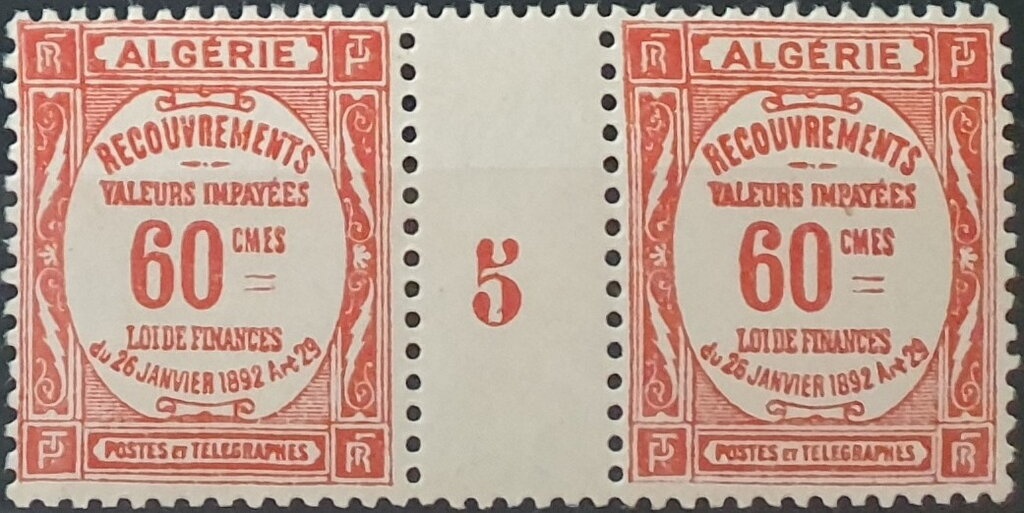 Spiny Cockle (Acanthocardia aculeata)