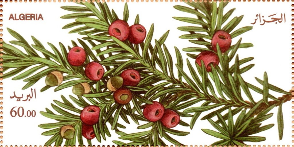 Nedroma Mosque's Minbar (Pulpit) Engraving – 11th century