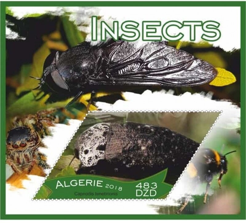 The Role of the Zawiya in Algerian History