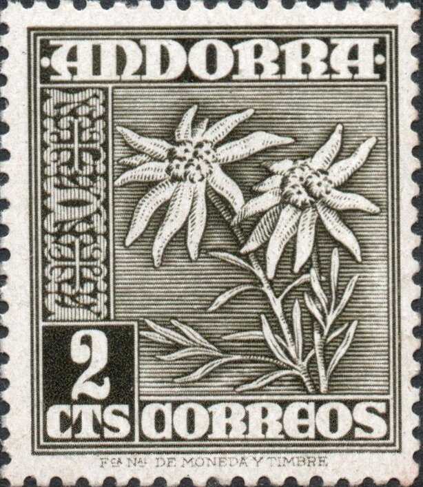 Dianthus caryophyllus