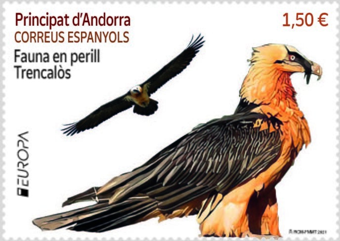 Rosy-faced Lovebird (Agapornis roseicollis catumbella)